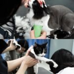 Detachable A Series 10 Cat Clippers Blade Cut Length 1.5mm Japanese Carbonized Steel Cat Grooming Supplies | Cat Grooming Blade Compatible A5 Series Clippers for Cat (10 Cat) - Image 3
