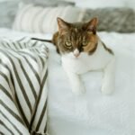 earthbath, Hypoallergenic Cat Shampoo - Fragrance Free Cat Shampoo for Allergies and Itching, Made in USA, Cruelty Free Cat Wash, Gentle & Soothing Kitty Shampoo - 16 Oz (1 Pack) - Image 3