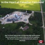 Premium All Season Wild Songbird Bird Seed for Outdoor Feeders | 4 kg (9 lb) - Image 6