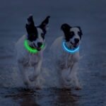 2-Pack LED Dog Collar, Light Up Dog Collars,Rechargeable Dog Lights for Night Walking，Universal, Reusable Safety Necklace for Small Medium Large Dogs Green&Blue - Image 5