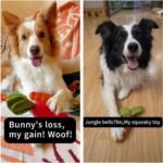 MewaJump Dog Squeaky Chew Toys for Aggressive Chewers, Rubber Carrot Dog Toys for Training and Cleaning, Durable Interactive Tough Dog Toy for Puppy Medium Dogs - Image 3