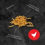 Ma Poule Express Dried Mealworms for Wild Birds, Chickens, Ducks – 1 lb (0.45 kg) | Approx. 16,000 Mealworms | High Protein Natural Feed Supplement - Image 4