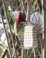 C&S Wild Bird Suet Basket, 1.5" D x 4.5" W x 5" H - Image 3