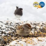 Mon Copain/My Buddy Wild Bird Seeds Bag- 1kg - Image 4