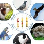 ElevateTech 3Pcs Bird Food Holder, Stainless Steel Small Animal Bird Food Treats Skewer Hanging Vegetable Fruit Feeder Feed Treating Tool Suitable Parrots Cockatoo Cockatiel (Silver) - Image 4