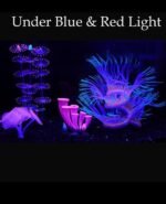 ZtohPyo 4 Pieces Aquarium Fish Tank Decorations with Glowing Effect, Silicone Glow Artificial Ornament Coral Reef Plants for Aquarium Decoration Small and Large Fish Bowl Decor Accessories - Image 4