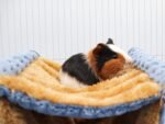 Fleece Winter Warm Rat Hammock, Double Layer Hanging Birds Nest Bed with Warm Fleece, Bird Cage Stand Perch, Hideaway Cave Tent, Sleep Bed Cage Accessories for Rat, Guinea Pig, Chinchilla (Blue) - Image 5