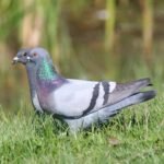 4 in 1 Powder Medicine for Pigeons, Canary, Finches, Parakeet, Cockatiels, Parrots, Cage Small Birds, & Aviary Birds - Image 3