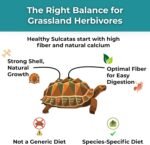 Sulcata Tortoise Calcium Powder - Herpetologist Formulated Calcium Powder for Reptiles with High Fiber - 30 Day Shaker Bottle Supply for Tortoise Lovers! - Image 4