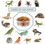 0.5oz Crested Gecko Food and Water Feeding Cups, Reptile Feeder Bowls, Plastic Replacement Food Dish for Lizard and Other Small Pet Ledge Accessories (100 pcs) - Image 6