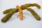 Leopard Gecko Tank Accessories, Adjustable Climbing Toys Supplies, Terrarium Habitat Decor - Image 3
