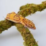 Leopard Gecko Tank Accessories, Adjustable Climbing Toys Supplies, Terrarium Habitat Decor - Image 4