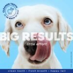 Naturél Promise Fresh Dental Breath Freshener & Teeth Cleaning Water Additive for Dogs, 18 oz Bottle - Image 4