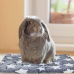 3PCS Guinea Pig Bed Soft Rabbit Bedding Cage Liner Warm Bunny Mats Pee Pads Fleece Blanket Plush Hamster Sleep Beds Ferret Squirrel Hedgehog Rat - Image 5