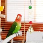 2pcs Parrot Chewing Calcium Supplement Cuttlebone Wooden Beads String Fun Bite Plaything for Birds and Parakeets Teeth Grinding Health Random Color - Image 4