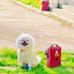 Portable Dog First Aid Kit 116 PCS Medical Supplies with Thermometer Emergency Blanket Splint Pet Emergency Bag for Camping Walking Cycling Car Hiking with Pet First Aid Guide Book and Instructions - Image 4