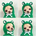 Warm Dog Winter Clothes Cute Fruit Dog Coat Hoodies Fleece Pet Dogs Costume Jacket for French Bulldog Chihuahua Ropa para Perro(Green,XS) - Image 3