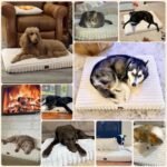 Orthopedic Dog Bed for Large Dog, Waterproof Pet Bed,Non-Slip Bottom and Egg-Crate Foam with Removable Washable Cover Crate Bed,Cream,36"x27"x3" - Image 6