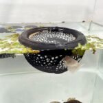 Aquarium Floating Betta Fish Skins, Betta or Shrimp Feeder, Cave and Hammock, Small Fish Feeding Rings, Aquarium Hiding Feeding Decorative Accessories (Black) - Image 2