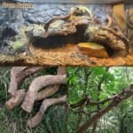 Reptile Decor 3PCS Natural Forest Branch Terrarium Habitat Decoration Lizard Climbing Tree Branch for Bearded Dragon Gecko Snake Frog Chameleon Spider - Image 5