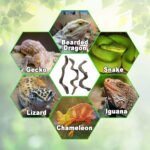 Reptile Decor 3PCS Natural Forest Branch Terrarium Habitat Decoration Lizard Climbing Tree Branch for Bearded Dragon Gecko Snake Frog Chameleon Spider - Image 7