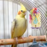 Wontee Bird Chewing Toys Bird Beak Grinding Stone Calcium Parakeet Treats for Budgies Cockatiels Conures Quaker Senegal Parrot (Random Color) - Image 3