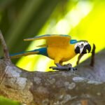 Safari Ltd. Blue and Gold Macaw Figurine - Detailed 4.5" Plastic Bird Figure - Educational Toy for Boys, Girls, and Kids Ages 3+ - Image 3