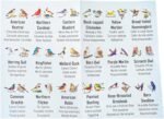 eeBoo: Memory & Matching Game- Little Birds- 18 Illustrated Matching Pairs, Concentration Tile Game, Informational Insert, Kids Ages 4+, 1-4 Players - Image 8