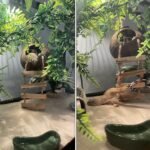 Lizard Coco Den with Ladder,Leopard Gecko Coconut Husk Hut Hideout Home Reptile Hammock Climbing Hanging Plants Decor Habitat Tank Accessories for Bearded Dragon Snake Chameleon - Image 3