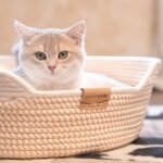 CHEERHOME PETS Cat Bed Basket with Cushion, Cute Pet Bed for Indoor Cats Couch, Kitten Bed for Medium and Large Cat, All Season Universal (White) - Image 4