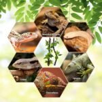 BNOSDM Reptile Climbing Branch Flexible Bend-A-Branch Jungle Vines Terrarium Plant Decoration with Suction Cup for Crested Gecko Chameleon Gecko Snake Tree Frog 2PCS - Image 7