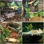 BNOSDM Reptile Climbing Branch Flexible Bend-A-Branch Jungle Vines Terrarium Plant Decoration with Suction Cup for Crested Gecko Chameleon Gecko Snake Tree Frog 2PCS - Image 8