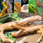 kathson 2PCS Snake Climbing Branch,Reptile Wood Branches Decor, Lizard Natural Polished Wood Climb Accessories,Reptiles Habitat Tank Tree Trunk Decorations for Bearded Dragon Geckos Chameleons Frog - Image 4