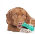 Toothbrush Dog Chew Toy, Stick Bone for Dog Teeth Cleaning, Tooth Brushing, Teething Chew Toys, Dental Oral Care for Small, Medium and Large Dogs(Blue) - Image 6