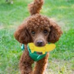 5.3'' Squeak Latex Dog Toys Banana 3 Pcs, Funny Fruit Sets Pet Toys Puppy Small Medium Dog Squeaky Chew Toys - Image 8