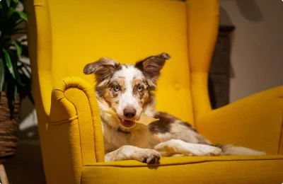 Bark Bright Health