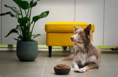 Bark Bright Health