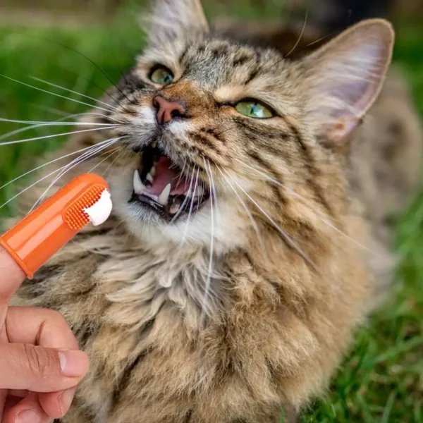 Beef Cat Toothbrush and Toothpaste Set for Teeth Cleaning Vanilla Toothpaste Finger Toothbrush Tongue Cleaning Pet Accessories - Image 2